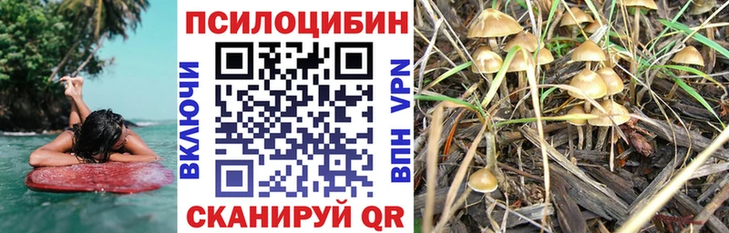 Псилоцибиновые грибы Psilocybine cubensis  Мыски 